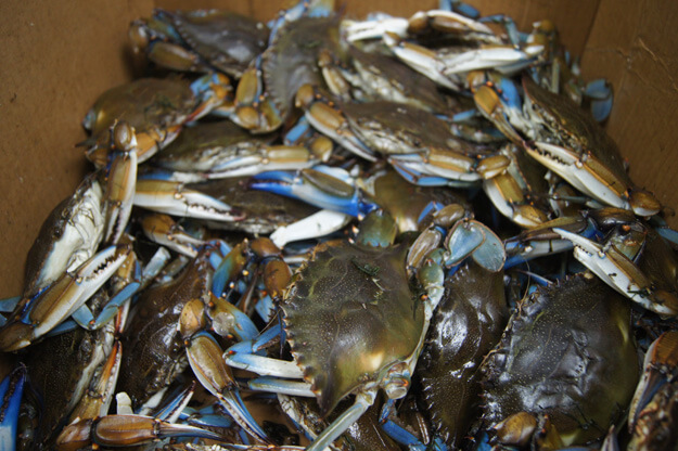 Photo of blue crabs