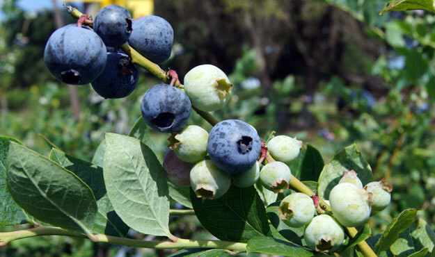 blueberries on a stem