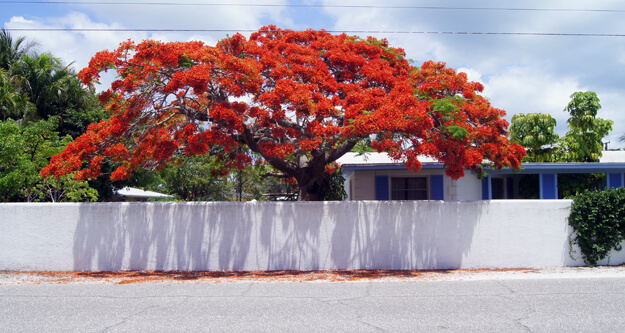 Photo of a red flowering tree