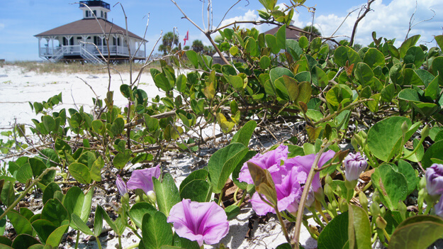 Photo of flowers at the Boca Lighthouse