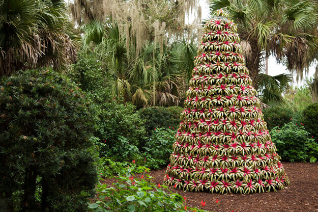 Christmas tree made of Bromeliads. 