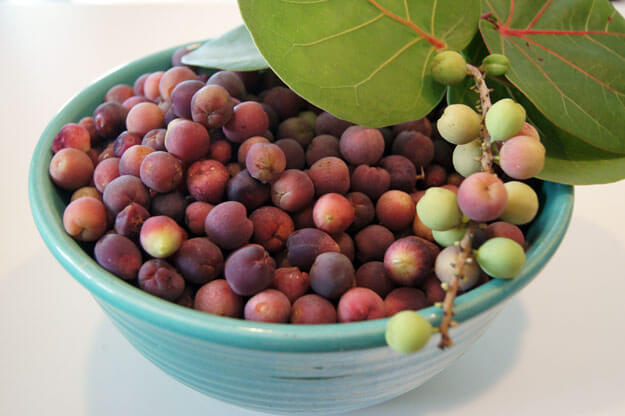 Photo of a bowl of sea grapes