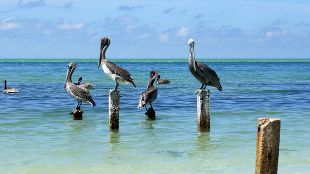 Photo of brown pelicans on the water