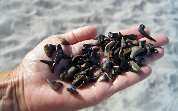 Shark teeth found on the beach