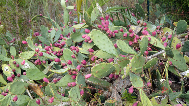 Photo of a prickly pear cactus