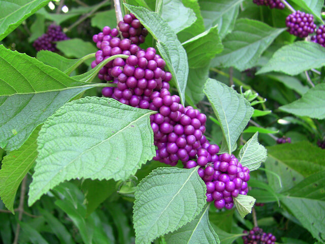 beautyberries on a plant