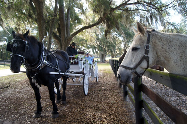 Photo of horses on a carriage ride in Ocala