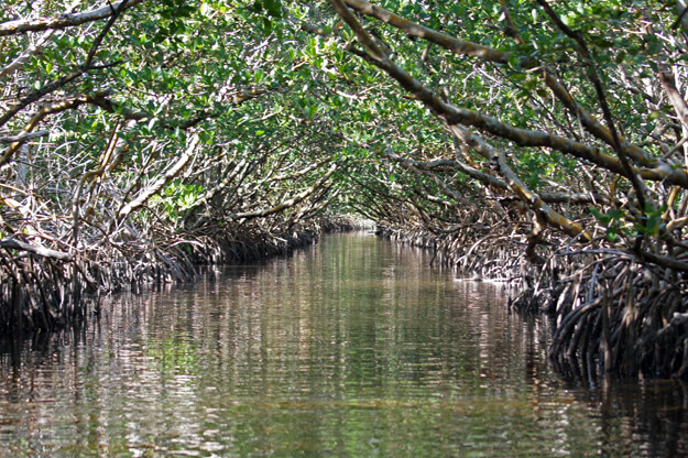 Photo of a mangrove tunnel in Charlotte Harbor