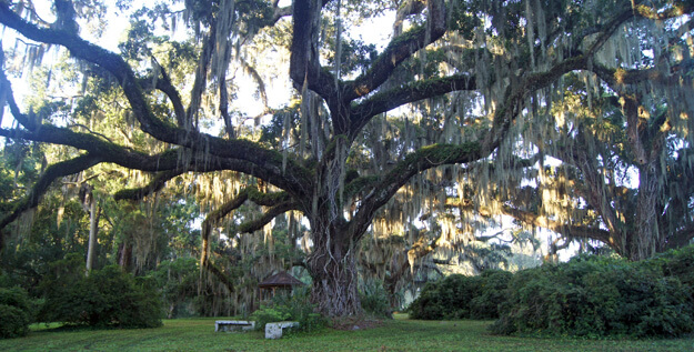 Photo of Old Florida oaks, Chinsegut Hill