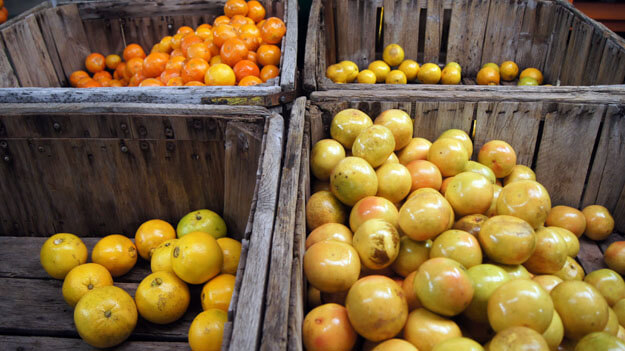 Photo of citrus in bins at a grove