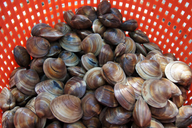 Photo of Cedar Key clams
