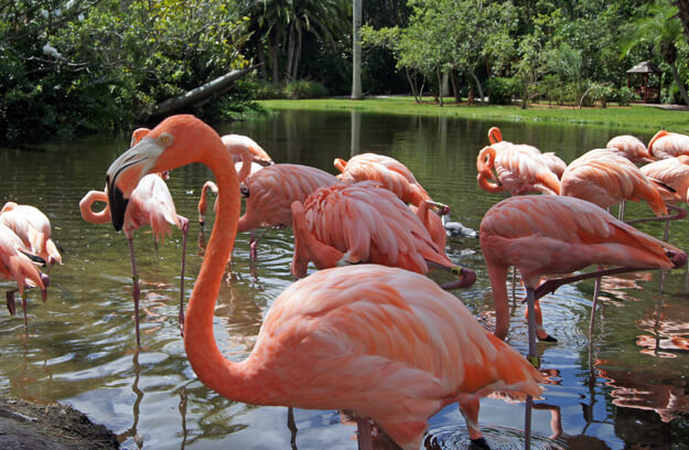 Photo of flamingos