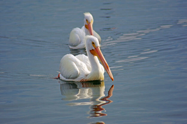 Photo of two white pelicans on the water