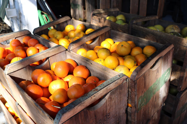 Photo of fresh Florida citrus in bins at a grove