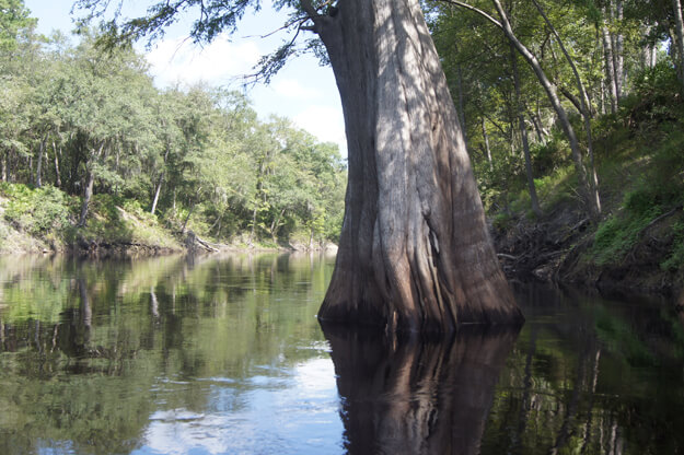 Tall Cypress trees tower above the Suwannee River.