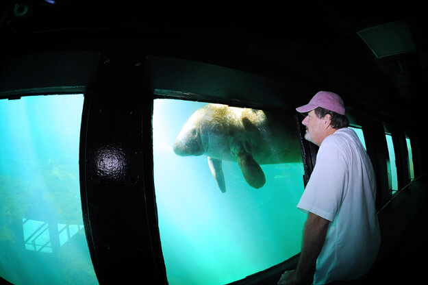 Photo of a man viewing a manatee underwater