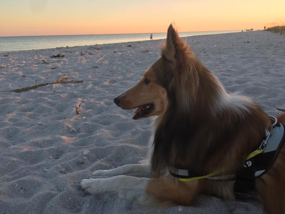 Dog on Algiers Beach.