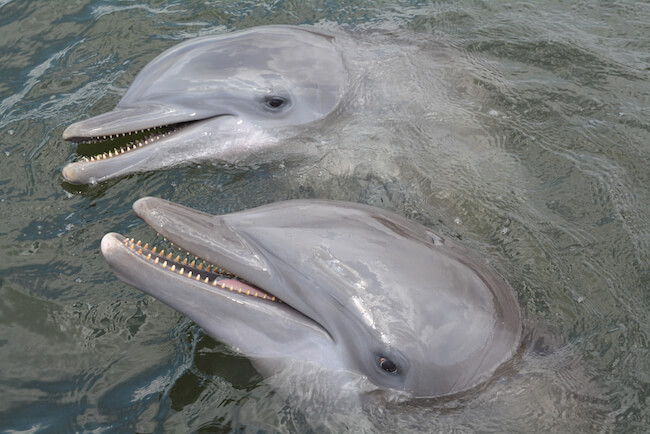 Two dolphins in the water together. 