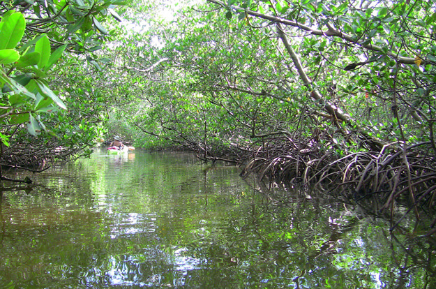 Florida Mangrove Tunnels people kayaking. 