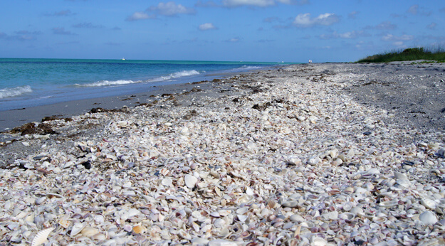Photo of shells on Don Pedro Beach