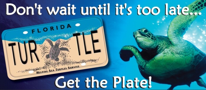 Sea Turtle License Plate 