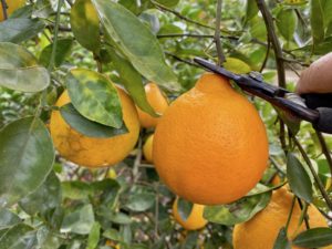 Photo of oranges on a tree