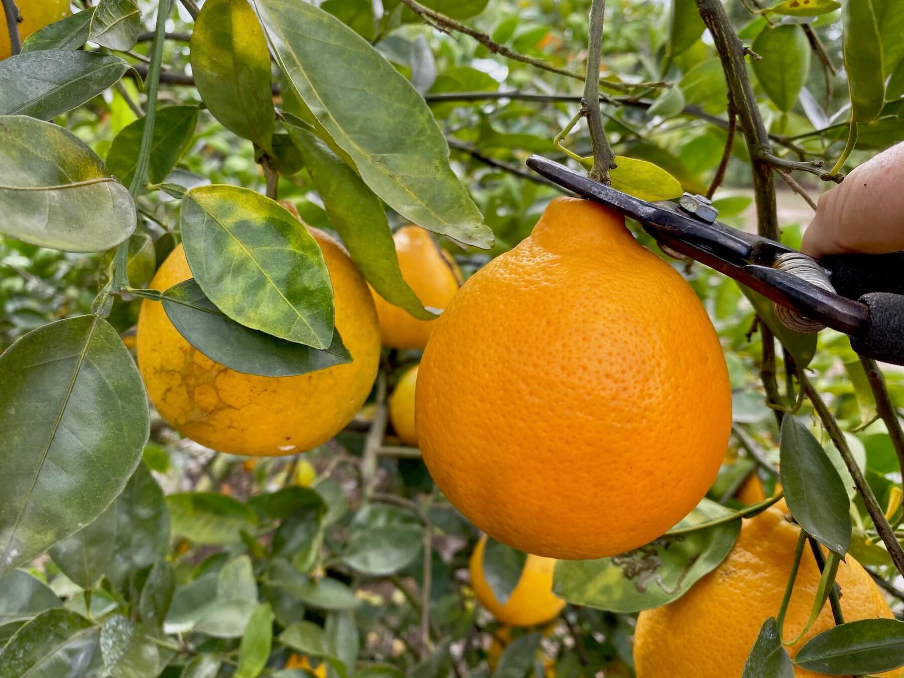 Photo of oranges on a tree