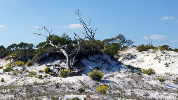 Photo of  St. George Island State Park sand dunes