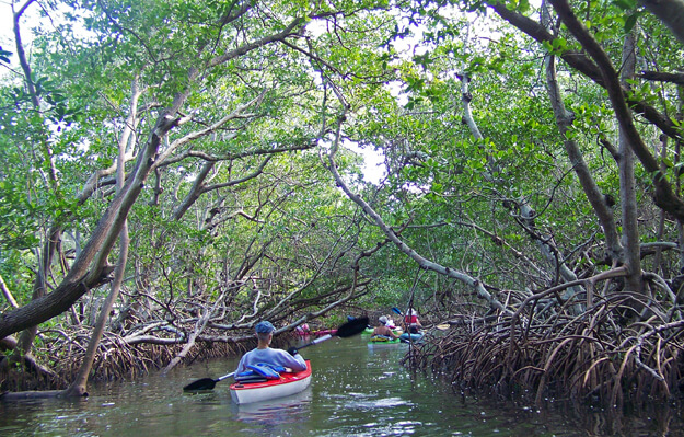 kayaking in Florida Mangrove Tunnels