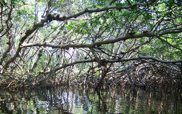 Florida mangrove trees in the water. 