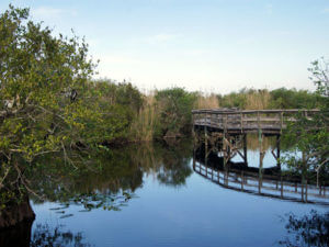 Photo of Anhinga Trail in the Everglades