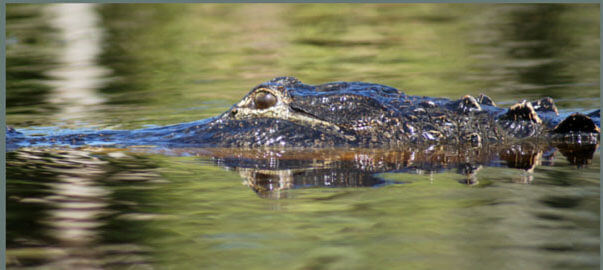 Photo of an alligator