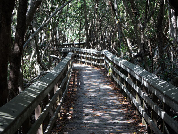 Photo of West Lake mangrove boardwalk