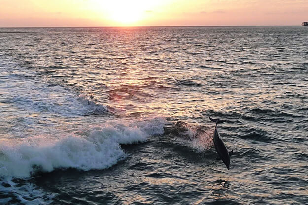 Dolphin jumping in the water. 