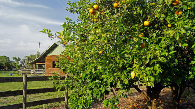 Photo of a citrus tree at a farm