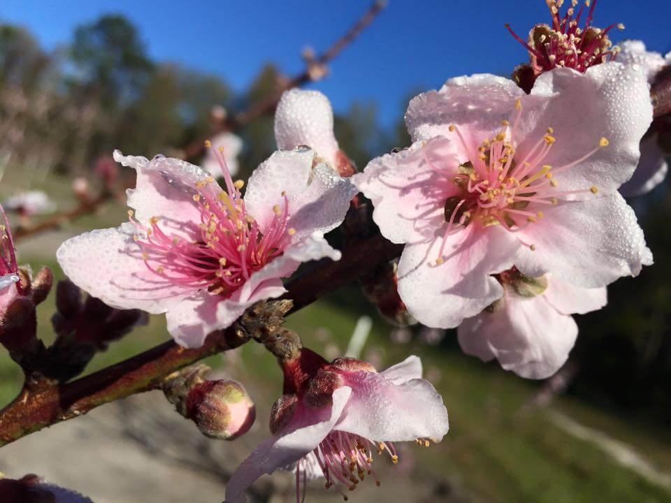 Photo of a Florida peach tree with flowers