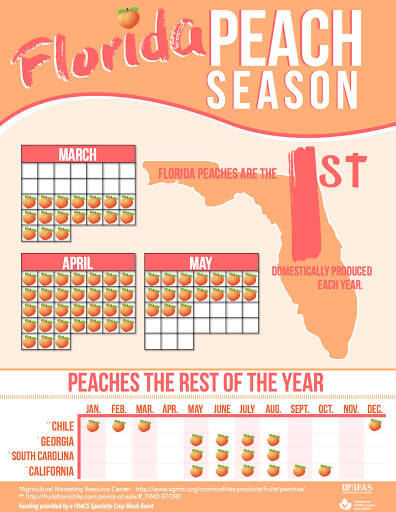 Infographic for Florida Peach Season