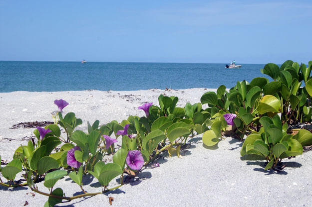 Photo of purple flowers and greenery on the beach