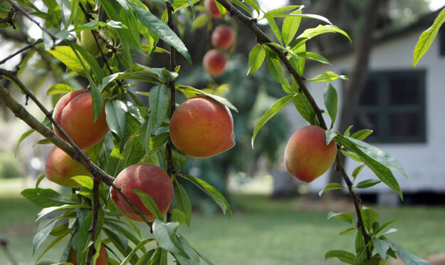 Photo of peaches on a tree