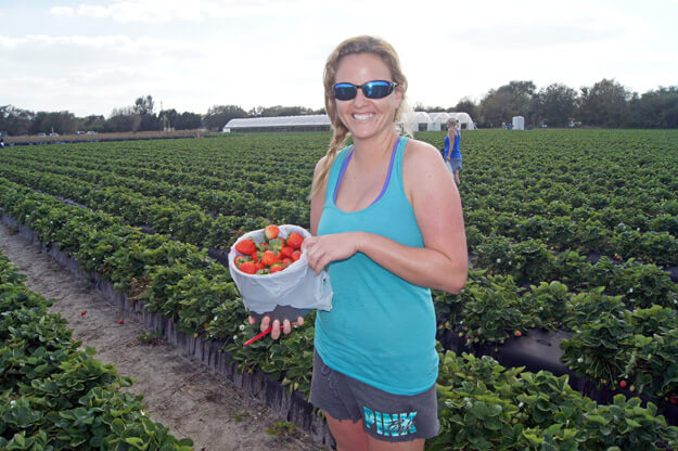 Woman in strawberry field with strawberries. 