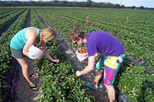 People picking strawberries at a farm