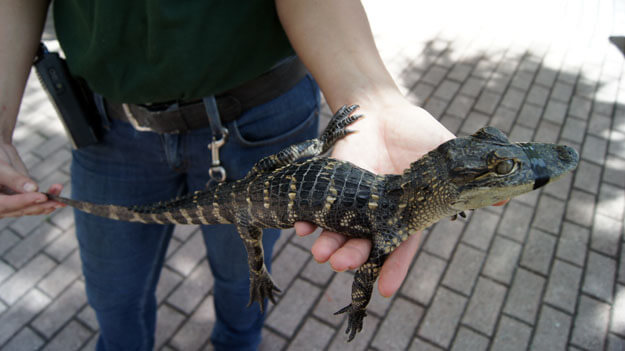 Person holding a baby alligator