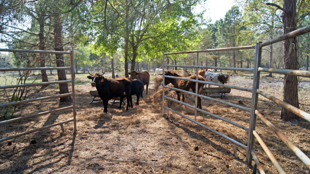 Photo of cattle fenced in