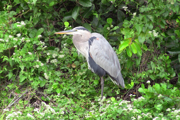 Photo of a Great Blue Heron