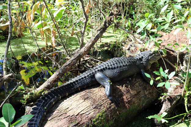 Photo of an alligator on a fallen tree