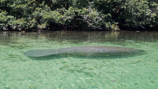 Photo of a manatee in the water