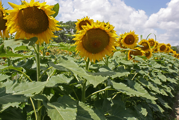 Photo of Sweetfields Farm springtime sunflower maze