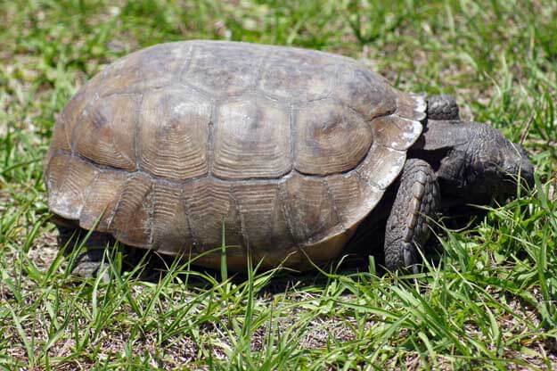 Photo of a gopher tortoise