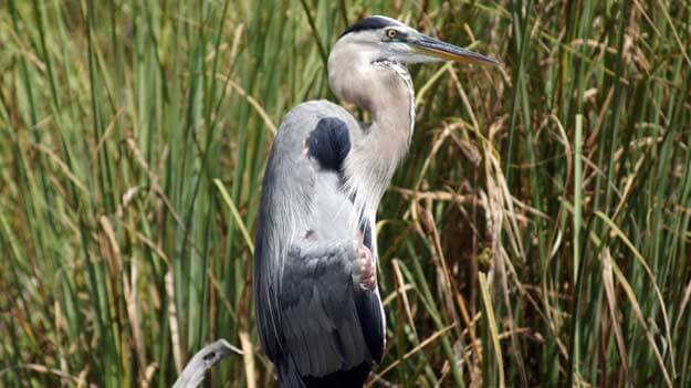 Photo of a blue heron