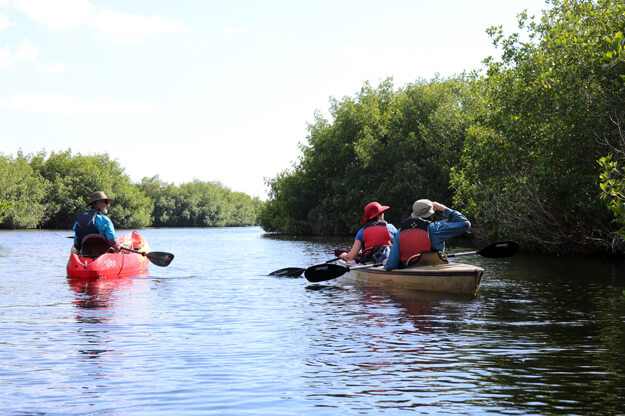 Photo of kayak paddling through Florida mangrove tunnels